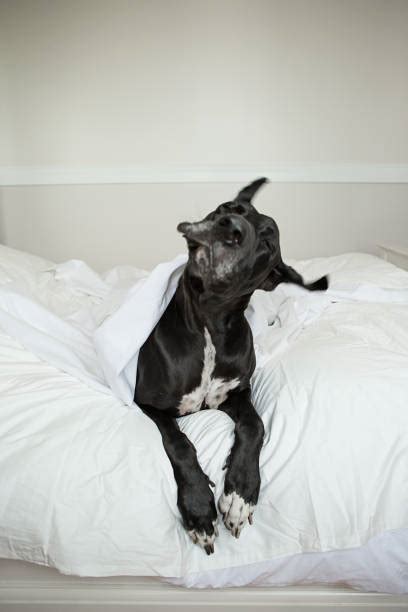 Dog Shaking Ears Stock Photos, Pictures & Royalty-Free Images - iStock