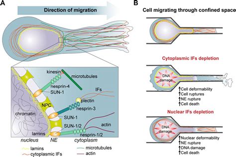 Frontiers | Intermediate filaments: Integration of cell mechanical ...