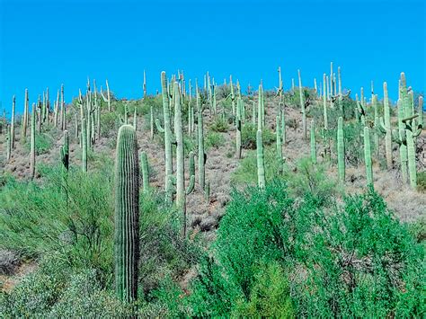 Cactus wellness tips in Phoenix Arizona | The Cactus Doctor