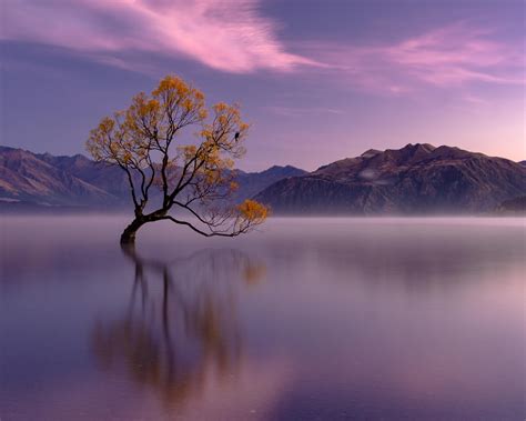 The Wanaka Tree 5000×4000 #BeautifulNature #NaturePhotography # ...