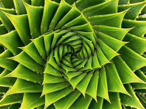 Captivating Green Spiral Plant