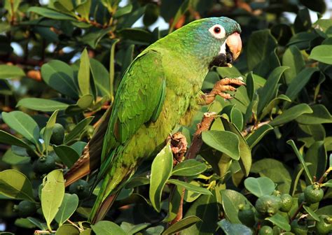 Cotorra de cabeza azul - Animales. Mascotas. | Mercafauna