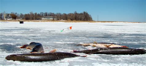 Young angler's triumph: 10-year-old girl lands massive surprise muskie on Lake of the Woods ...