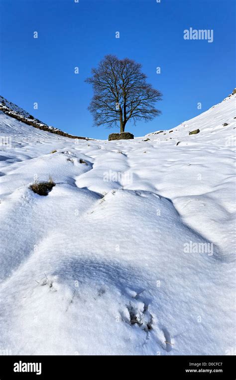 A lone tree at Sycamore Gap on Hadrian's Wall in deep winter snow Stock Photo - Alamy