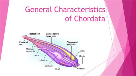 SOLUTION: General characteristics of chordata 2 - Studypool