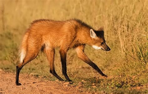 Aguará Guazú (Chrysocyon brachyurus)