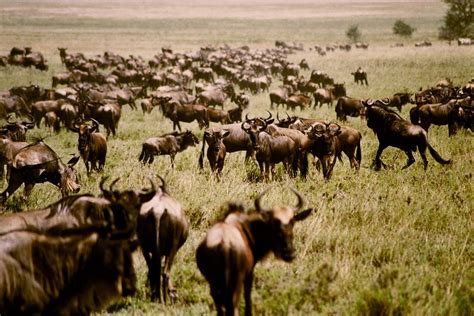 Gnu herd Free Photo Download | FreeImages