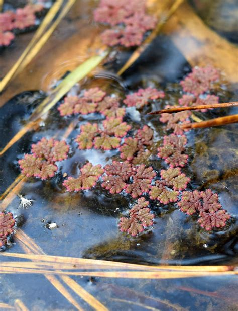 Using Georgia Native Plants: The Mosquito Fern