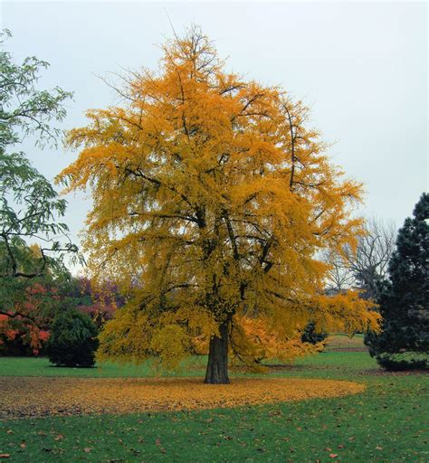 Ginkgo: National Tree of China | Helo National