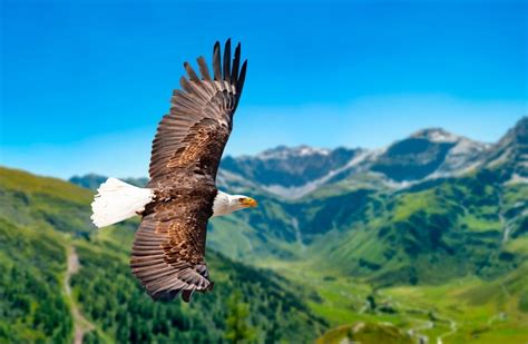 Eagle Meaning and Symbolism and the Eagle Spirit Animal