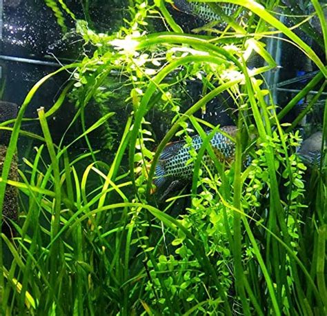 The Best Low Light Aquarium Plants That Will Thrive No Matter What!