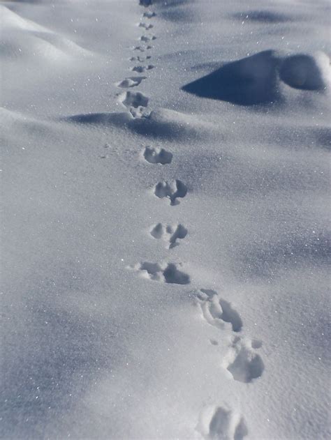 rabbit tracks in snow | Rabbit tracks in snow, Rabbit tracks, Animal tracks