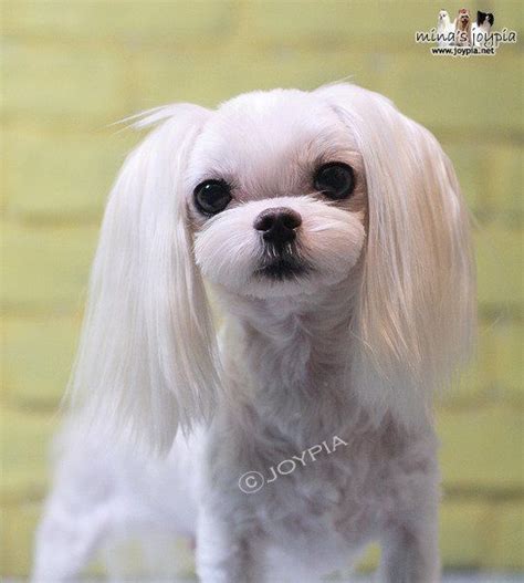 40 Most Adorable Maltese Haircuts Trending in 2021 | Maltese haircut, Dog grooming styles, Dog ...