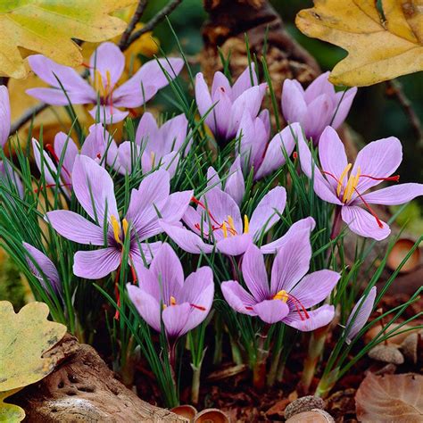 Saffron Crocus, Crocus sativus | American Meadows