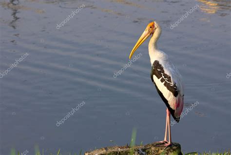 Standing stork — Stock Photo © azamshah72 #5422599