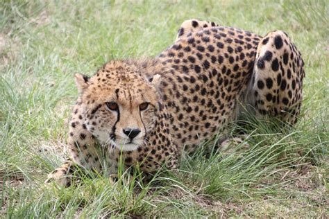 The free roaming cheetah of Gondwana - Africa Geographic