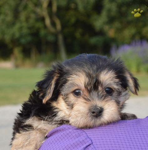 Jenny - York-Chon Puppy for Sale in Fredericksburg, OH | Buckeye ...