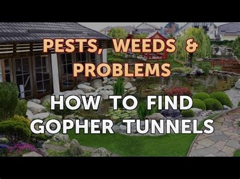 How to Find Gopher Tunnels - YouTube