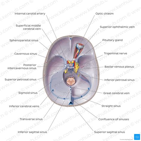 Dural venous sinuses: Anatomy, location and function | Kenhub