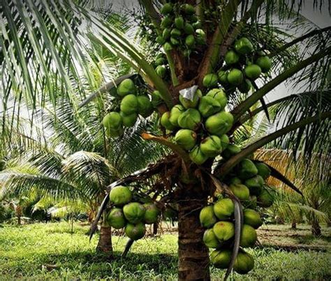 Jual Bibit Kelapa Kopyor Pati 70 cm | Jual Bibit tanaman dan Buah