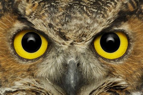 OWLS | Keeping an eye on things - Image of the Week » Bill FrymireBill ... | Great horned owl ...