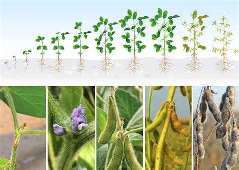 Understand the Soybean’s Journey from Planting to Harvest | AgWeb