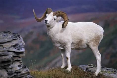 Dall Sheep Facts, Size, Color, Diet, Habitat, and Pictures