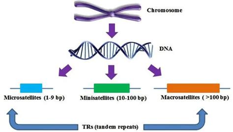 DNA Fingerprinting: Steps and Applications • Microbe Online