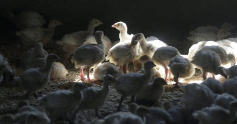 Bird flu fears rise in U.S. after Indiana turkey flock infected ...