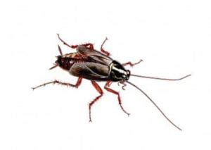 Oriental Cockroach - Pest Library - Rose Pest Solutions