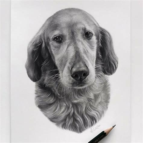 Simple Realistic Animal Drawings