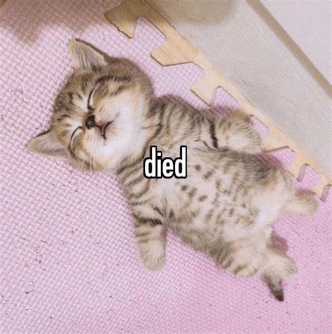 cat died Blank Template - Imgflip