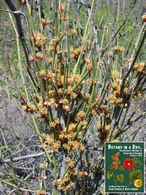 Ephedraceae: Ephedra or Mormon Tea Family. Identify plants and shrubs.