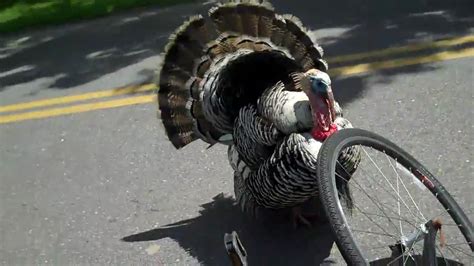 Man Attacked by Wild Turkey in Bridgehampton NY - YouTube