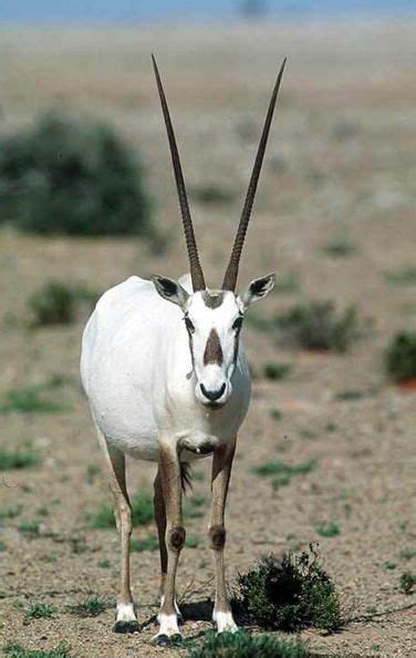 A picture taken in the Omani Arabian Oryx Sanctuary Mahmiyat alMaha and dated 30 June 2007 shows ...