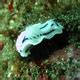 The Lochi Nudibranch - Whats That Fish!