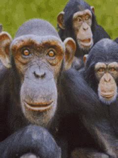 Monkey GIF - Monkey - Discover & Share GIFs