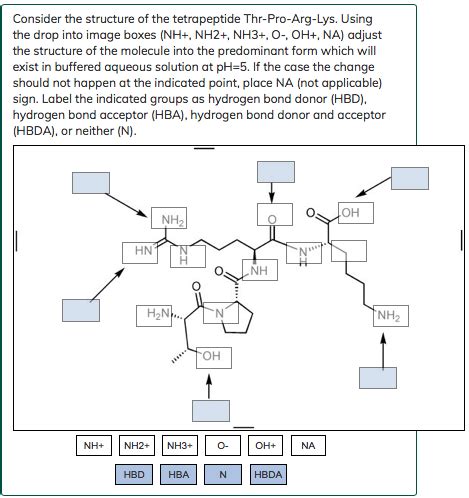 Solved Consider the structure of the tetrapeptide | Chegg.com