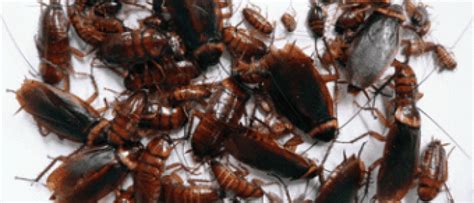 Cockroach Control Methods and Tips | Top Dog Pest Control Services