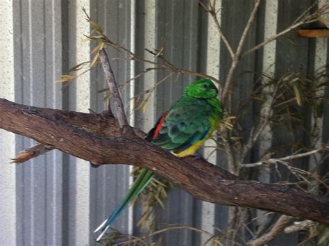 Parrot Breeding: Red Rumped Parrot (Psephotus haematonotus)