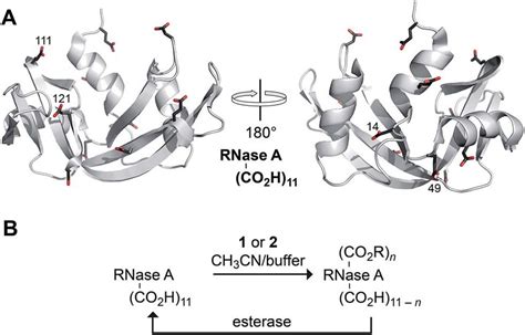 (A) Three-dimensional structure of RNase A (PDB entry 6rsa) showing its... | Download Scientific ...