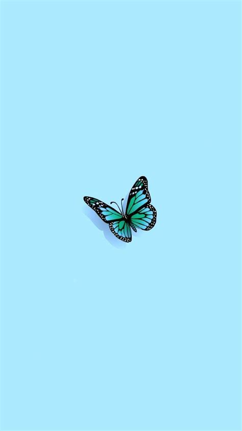 Teal Butterfly Wallpapers - Top Free Teal Butterfly Backgrounds ...