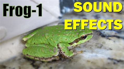 Frog Sound #1 | Sound Effects - YouTube