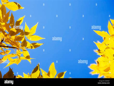 Yellow tree leaves Stock Photo - Alamy