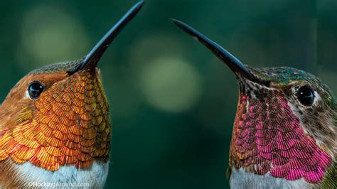 Rufous Hummingbird vs Broad-tailed Hummingbird