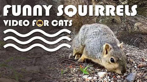 VIDEO FOR CATS TO WATCH - Funny Squirrels! CAT & DOG TV. - YouTube