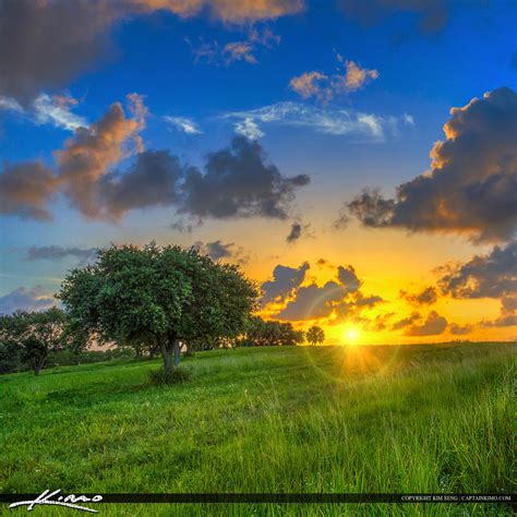 Sunset Over Grass Hill with Lone Tree