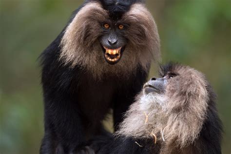 These Intense Photos of Lion-Tailed Macaques Will Turn You Into a ...