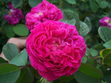 Файл:Rosa Rose de Rescht.jpg — Википедия