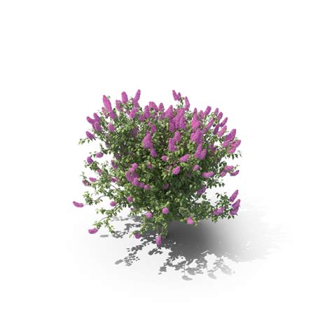 Lilac Bush PNG Images & PSDs for Download | PixelSquid - S11174197F